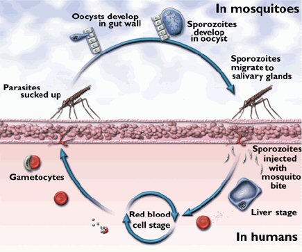 when did malaria start